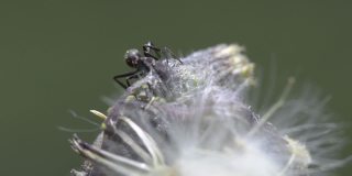 在空旷的田野里，蚂蚁们在蒲公英花上照料桃蚜。
