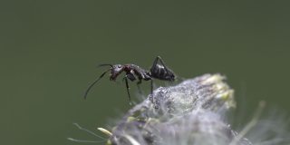 在空旷的田野里，蚂蚁们在蒲公英花上照料桃蚜。