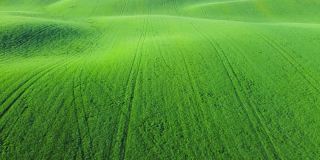 从长满青草或小麦的绿色农田飞起来