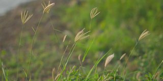 日落时湖旁草地的特写镜头