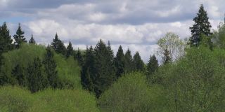 绿色的春天森林，树木在强风中摇摆。混交林，前景中有许多高大的冷杉树和低矮的绿树。晴朗的一天，天空有点阴。风景如画的俄罗斯森林。