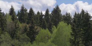 绿色的春天森林，树木在强风中摇摆。混交林，前景中有许多高大的冷杉树和低矮的绿树。晴朗的一天，天空有点阴。风景如画的俄罗斯森林。