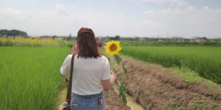 日本女子抱着向日葵在稻田里散步的背影