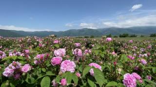 4k克里米亚粉红色大马士革油玫瑰丛在山背景，局部聚焦视频素材模板下载