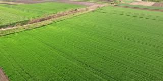 航拍的绿色麦田在春季农场农业