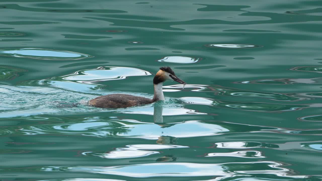 带着幼鸟的大冠鸊鹑，(冠足鸊鹑)，法国安纳西湖