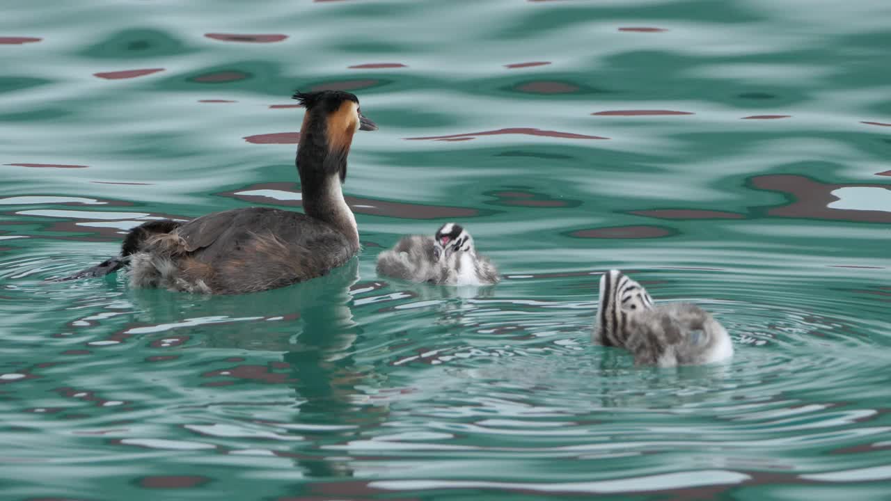 带着幼鸟的大冠鸊鹑，(冠足鸊鹑)，法国安纳西湖