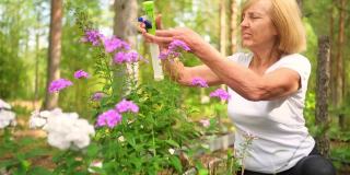 老年园丁、农妇、老人在户外的夏季花园里照料鲜花，用水粉机喷洒开花植物。农业，园艺，农业，退休老人。