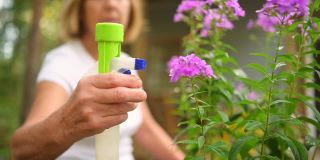 老年园丁、农妇、老人在户外的夏季花园里照料鲜花，用水粉机喷洒开花植物。农业，园艺，农业，退休老人。