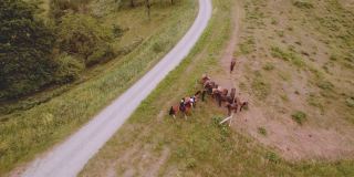 一群马在广阔葱郁的田野上的美丽风景航拍