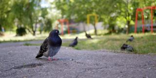 孤独肥胖的街鸽站在沥青上，看着院子里的远方