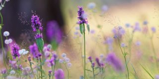 田野野花花丛夏季背景。精致的紫色和白色的花朵在风中摇曳，美丽的散景在背景上。缩小慢动作镜头
