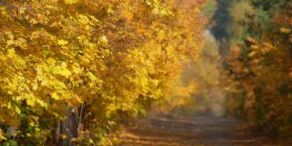 秋天的公园背景。黄叶慢慢地从秋天的树上落下。慢动作镜头