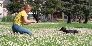 春天的一天，城市公园里，一名金发女子用手机在美丽的洋甘菊草坪上拍腊肠狗