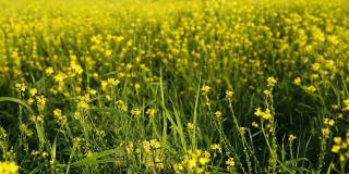 一个戴着黄色帽子的女孩藏在高高的草丛里，在夏天盛开的田野里，她跳出来看着太阳。夏天，日落，节假日，防晒霜，过敏，驱蚊。
