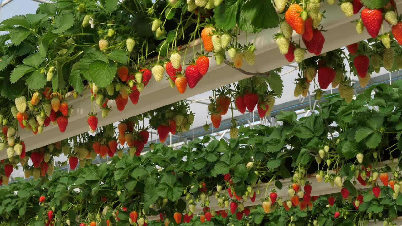 法国南部的温室下生长着草莓。