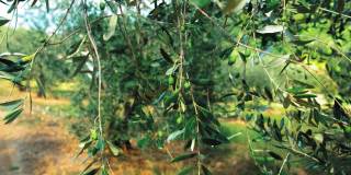 在托斯卡纳种植园树上生长的未成熟的绿色橄榄