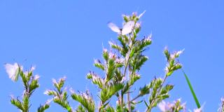 三只白色的蝴蝶在蓝色的天空背景下飞过野花