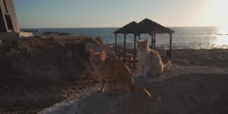 夕阳西下，塞浦路斯地中海的背景上，两只可爱的姜黄色猫。猫对，猫爱。流浪猫，流浪动物