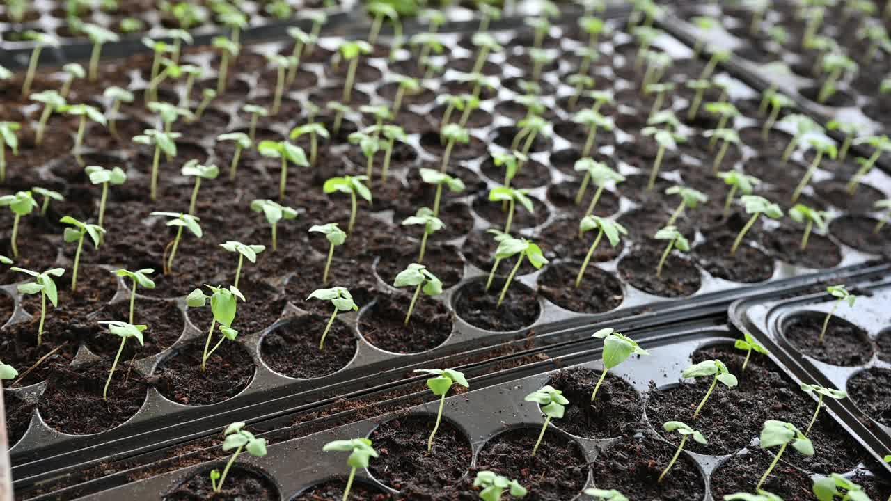 有机绿色幼苗生长在种植盘上的土壤中