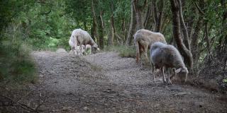 羊群在农场附近吃草