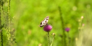 草地上紫色花朵上的蝴蝶，微距镜头，特写镜头