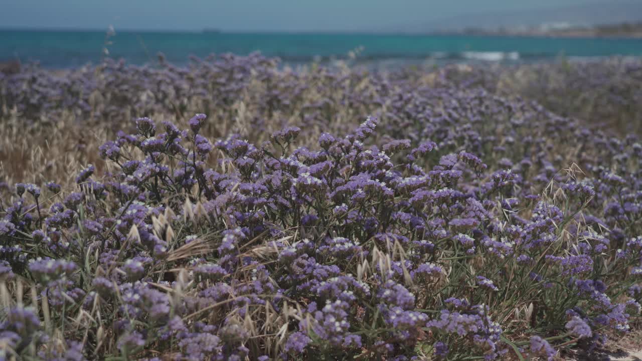 在塞浦路斯海岸野生生长的有翼地中海薰衣草。塞浦路斯帕福斯美丽的海岸线，五月盛开着紫色的花朵。帕福斯岩石海岸上紫色的野花