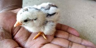 新生可爱的小鸡站在人的手上