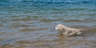 一只拉布拉多在海里游泳。狗在水里玩。湿毛