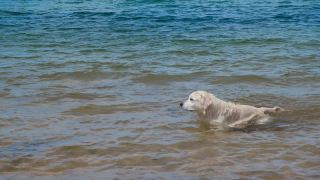 一只拉布拉多在海里游泳。狗在水里玩。湿毛视频素材模板下载