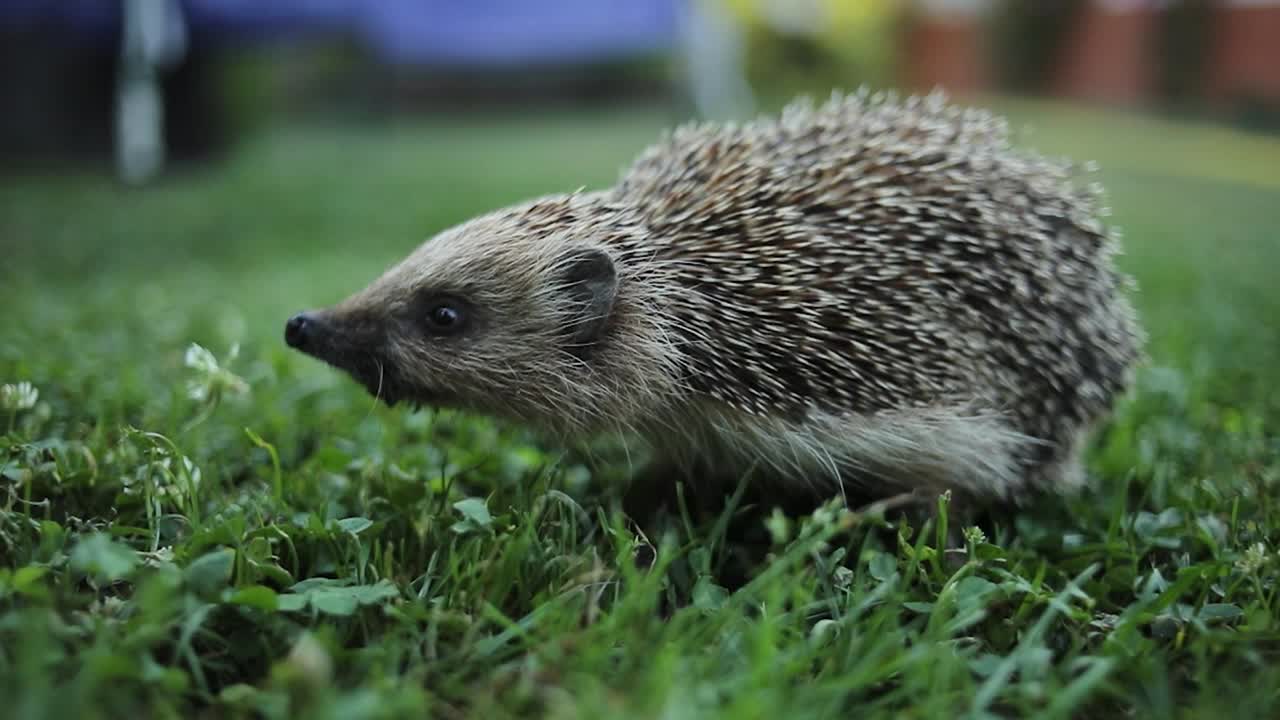 刺猬在院子里的草地上