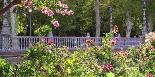 在公园里安静地散步，粉红色的玫瑰和美丽的植物盛开——在阳光明媚的绿叶花园里度假