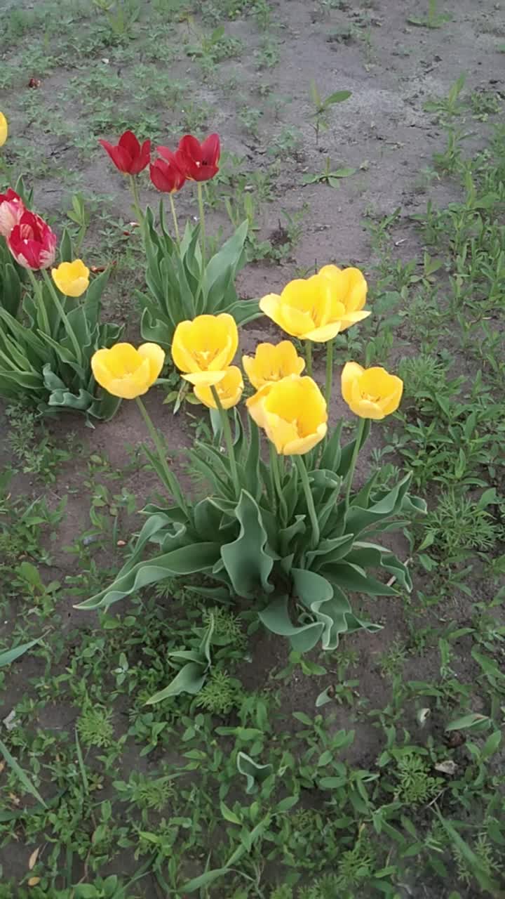 花坛上开着黄色和红色的郁金香花，随风摇曳，飘忽不定