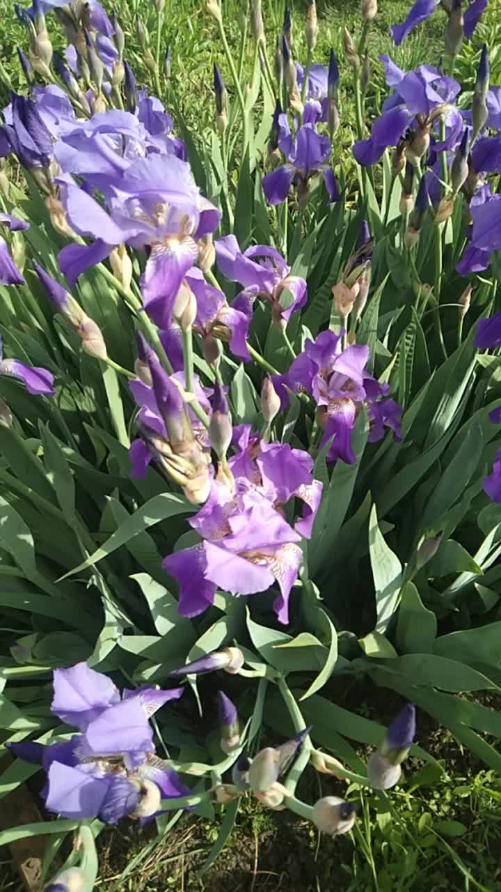 花坛上紫色的蝴蝶花随风摇曳，飘忽不定
