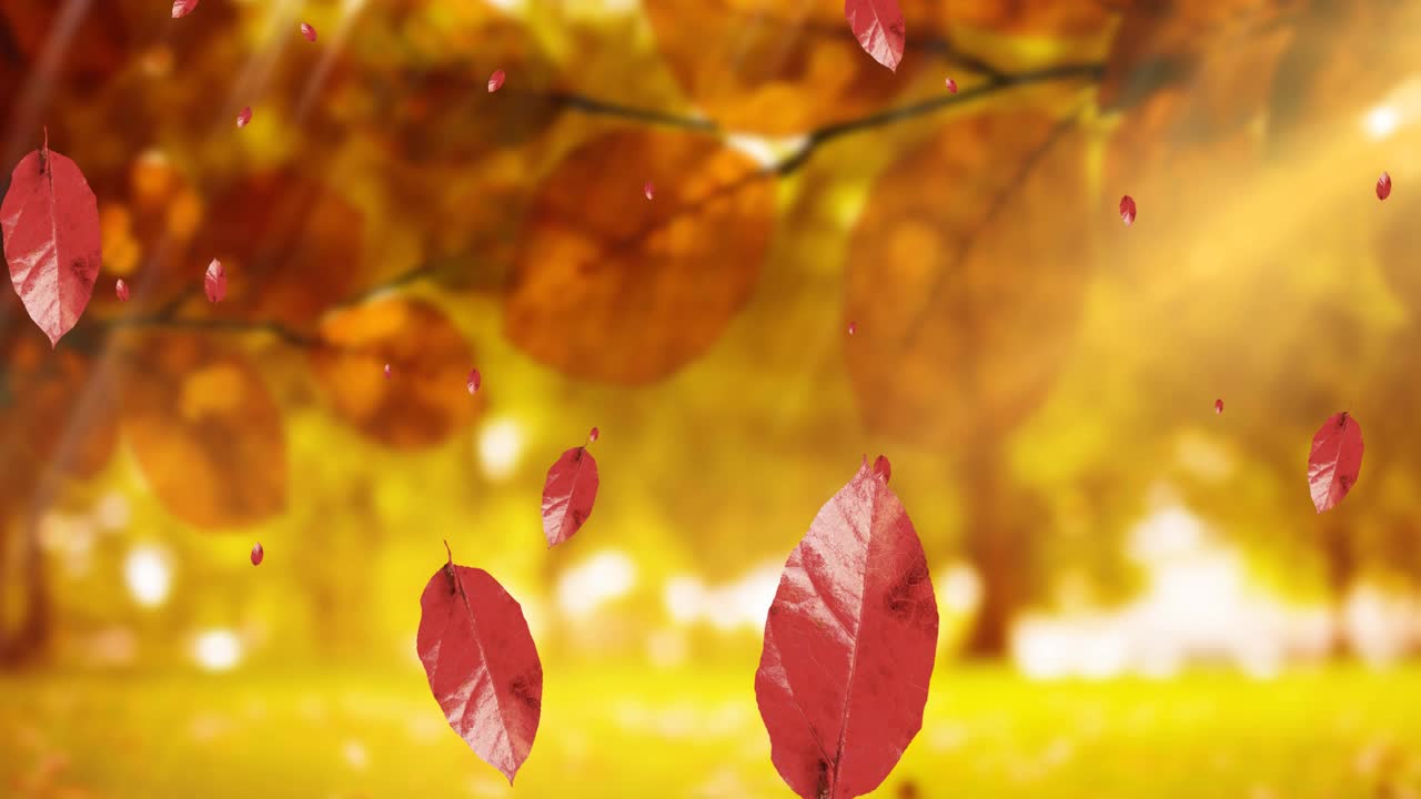 动画的树叶落在秋天的风景