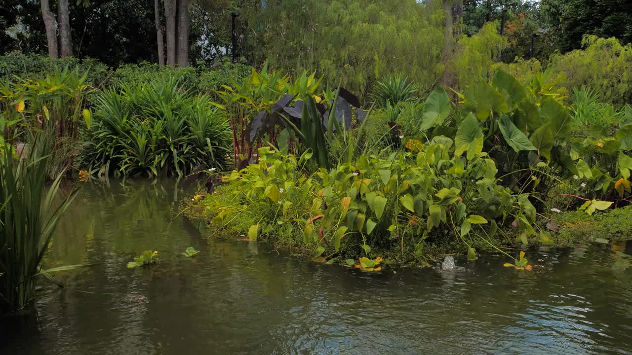 花园中池塘的全景