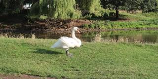天鹅在水草地上吃草或吃草。萨福克萨德伯里斯图尔河附近