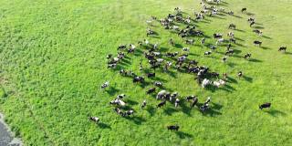 牛在溪边生态清洁的空地上