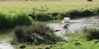 在萨福克萨德伯里的斯图尔河水草地上，一群天鹅在游泳或划桨
