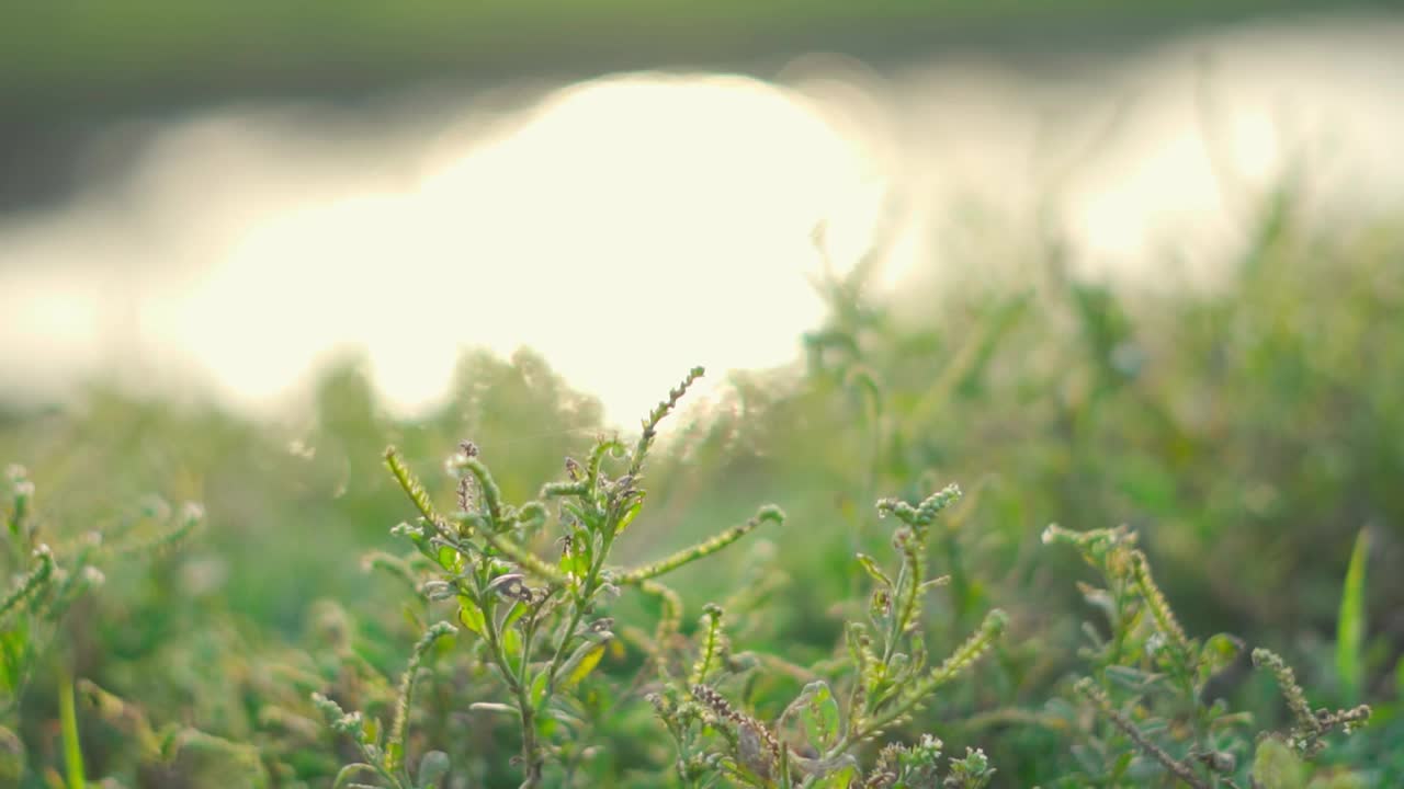 日落时湖旁草地的特写镜头