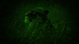 夜视母狮用发光的眼睛向上看视频素材模板下载
