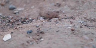 蚁群，特写蚁群在沙堆上，2版