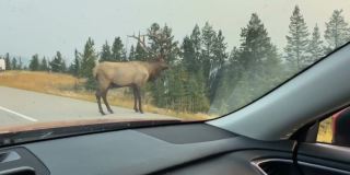 公牛麋鹿经过加拿大阿尔伯塔省贾斯珀附近的高速公路