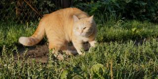早晨，一只可爱的姜黄色猫在草地上散步。特写的一只红猫经过旁边的相机。早晨的阳光照亮了宠物和环境