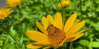 绿黄色的发亮的蜜蜂，腿上满是花粉，落在一朵黄色的花上，飞走了