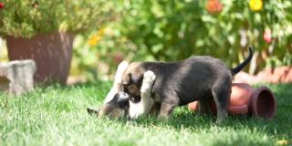 在一个阳光明媚的春天，两只纯种小牧羊犬小狗在草地上玩耍。