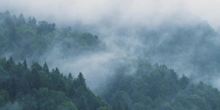 雾蒙蒙的松树林在下雨的天气，4K的神秘概念。寒冷的清晨，浓密的云杉林里飘起厚厚的云雾;初秋的清晨，松林笼罩着令人毛骨悚然的雾和薄雾