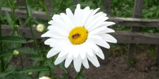 鲜艳的条纹蜜蜂甲虫在花甘菊。特写镜头。Trichodes apiarius