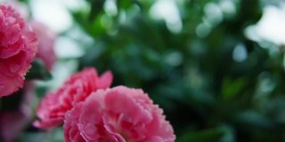 微距拍摄粉色康乃馨与水滴