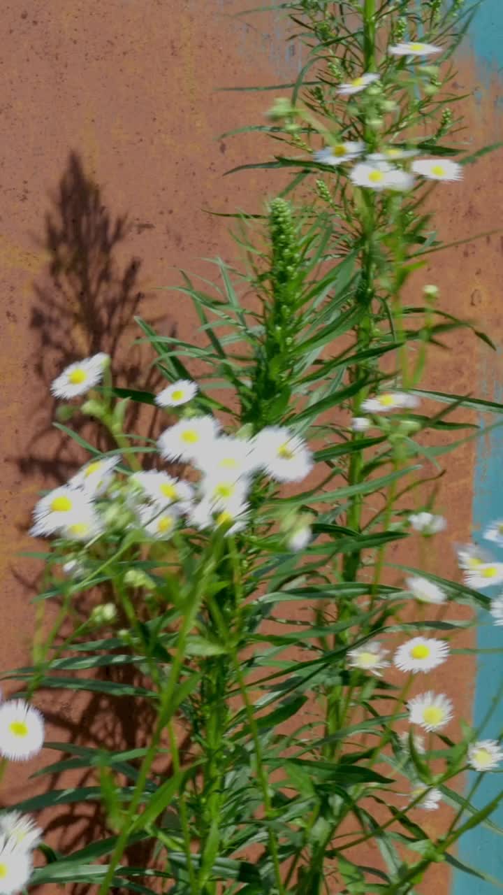 菊花、雏菊和其他野花在草丛中生长，长满了生锈的旧铁门，随风摇曳。